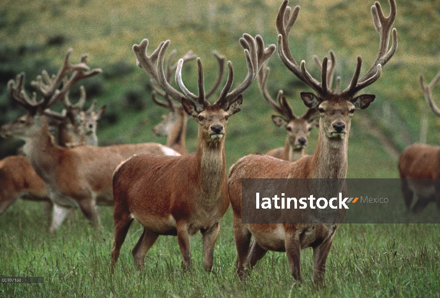 Manada masculina ciervos rojos (Cervus elaphus) en Prado, Escocia