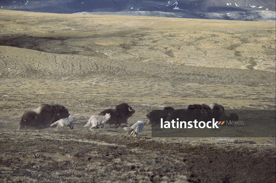 Paquete de lobo Ártico (Canis lupus) atacar manada de buey almizclero (Ovibos moschatus), isla de El