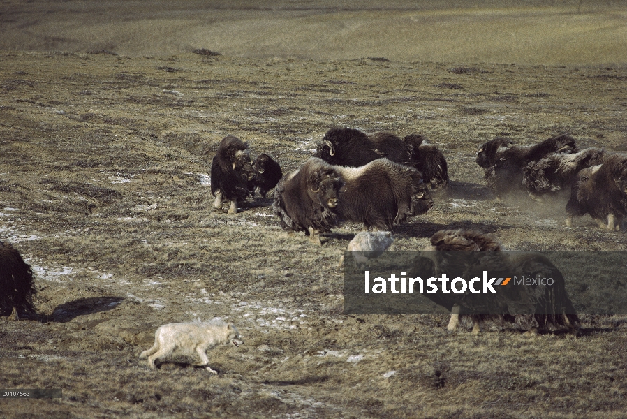 Paquete de lobo Ártico (Canis lupus) que caza en manada de buey almizclero (Ovibos moschatus), isla 