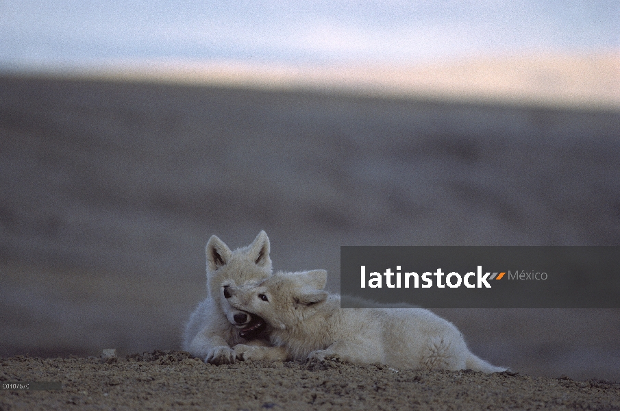 Lobo Ártico (Canis lupus) cachorros jugando para establecer dominio, isla de Ellesmere, Nunavut, Can