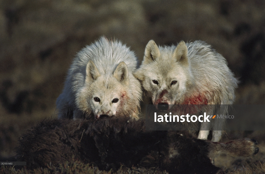 Par de lobo Ártico (Canis lupus) alimentándose de buey almizclero (Ovibos moschatus), isla de Ellesm