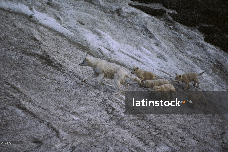 Lobo Ártico (Canis lupus) con cachorros, isla de Ellesmere, Nunavut, Canadá