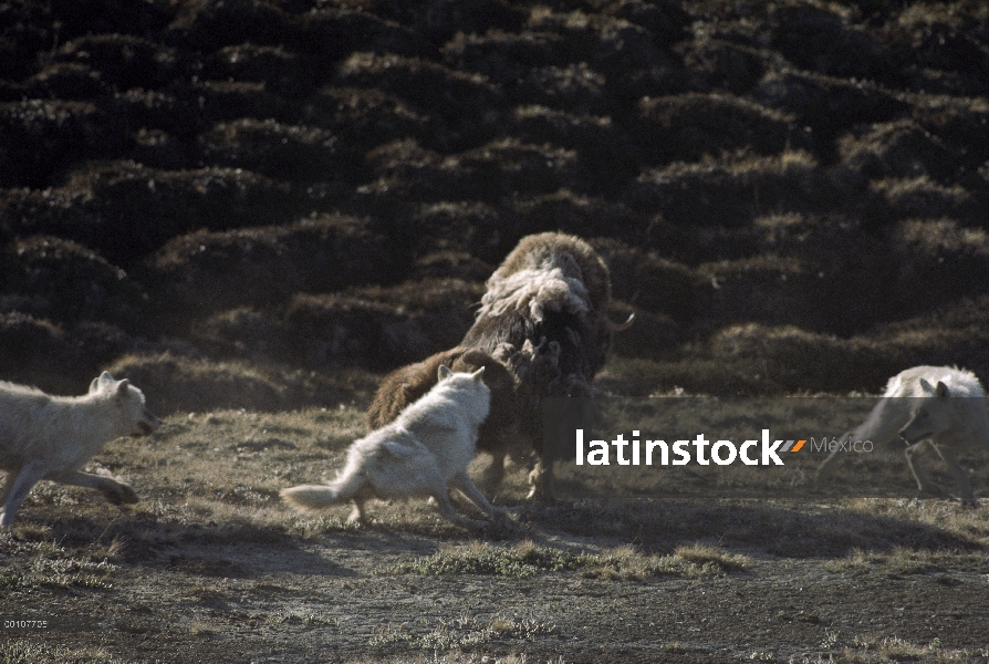 Paquete de lobo Ártico (Canis lupus) atacando al buey almizclero (Ovibos moschatus), isla de Ellesme