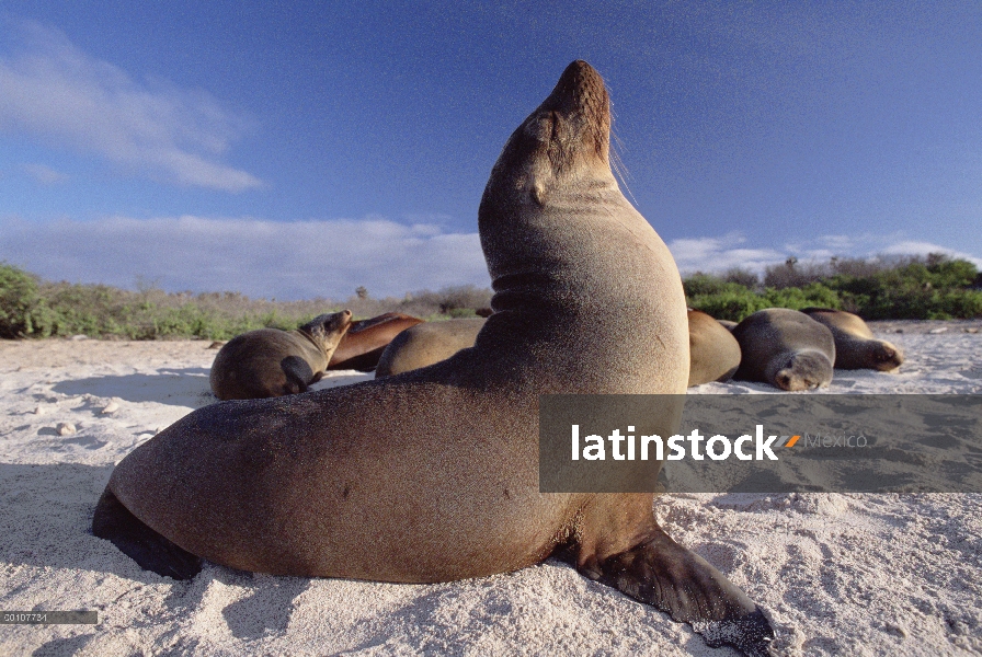 Grupo de lobos marinos de Galápagos (Zalophus wollebaeki) asoleándose en la playa, las Islas Galápag