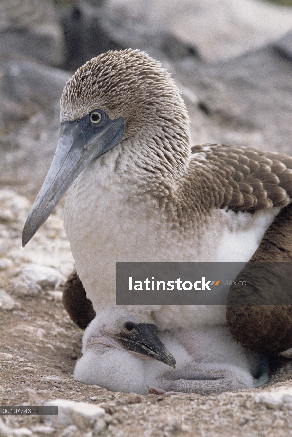 Blue-footed Booby (Sula nebouxii) y chick, Islas Galápagos, Ecuador