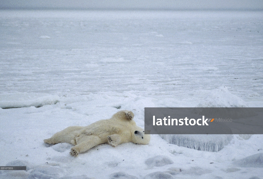 Oso polar (Ursus maritimus) en la espalda, Churchill, Manitoba, Canadá