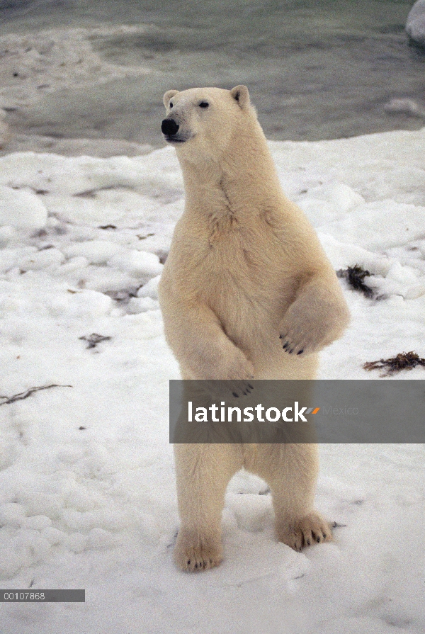 Oso polar (maritimus de Ursus) de pie, Churchill, Manitoba, Canadá