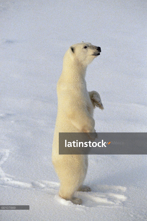 Oso polar (maritimus de Ursus) de pie, Churchill, Manitoba, Canadá