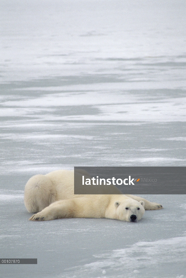 Oso polar (maritimus de Ursus) en vientre para refrescarse, Churchill, Manitoba, Canadá