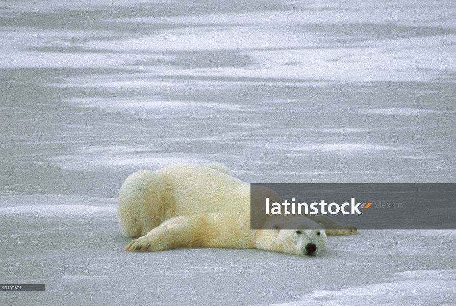 Oso polar (maritimus de Ursus) en hielo en el vientre para refrescarse, Churchill, Manitoba, Canadá