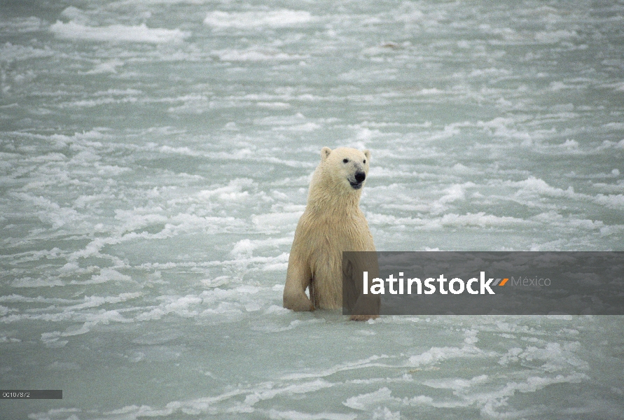 Oso polar (maritimus de Ursus) en agua helada, Churchill, Manitoba, Canadá