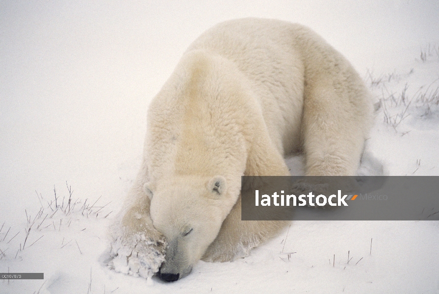 Oso polar (Ursus maritimus) dormir con pata sobre nariz, Churchill, Manitoba, Canadá