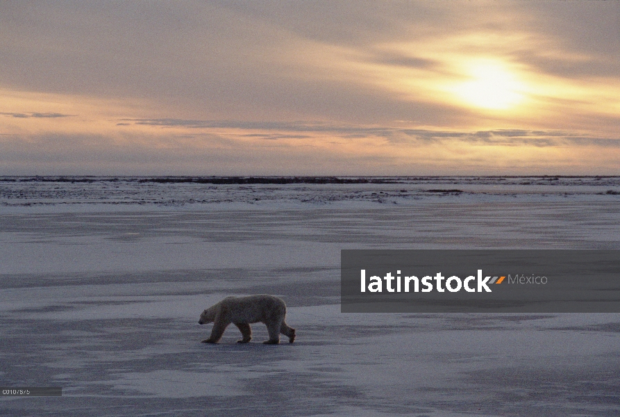 Oso polar (Ursus maritimus) travesía hielo al amanecer, Churchill, Manitoba, Canadá