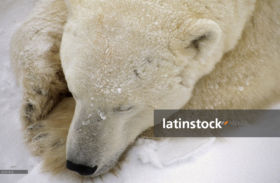 Oso polar (Ursus maritimus) durmiendo, Churchill, Manitoba, Canadá