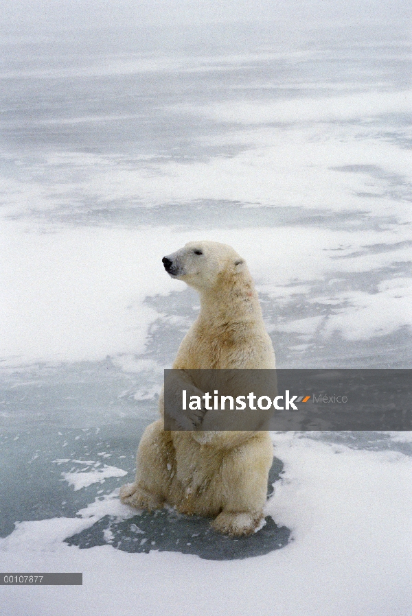 Oso polar (Ursus maritimus) sentado erguido, Churchill, Manitoba, Canadá