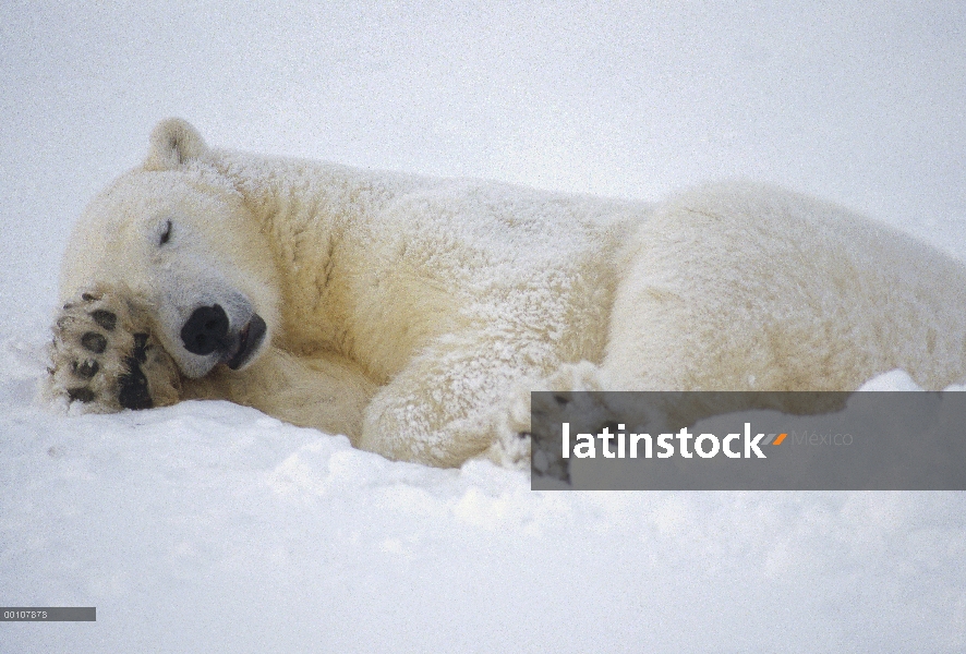 Oso polar (Ursus maritimus) durmiendo, Churchill, Manitoba, Canadá