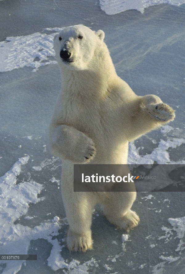 Oso polar (maritimus de Ursus) de pie, Churchill, Manitoba, Canadá