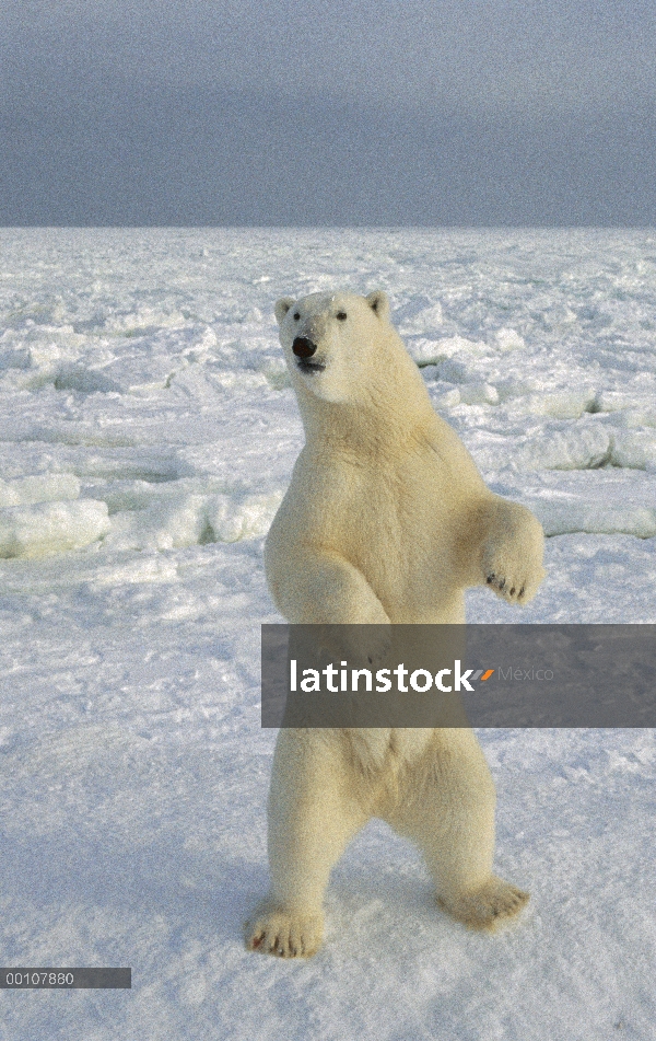 Oso polar (maritimus de Ursus) de pie, Churchill, Manitoba, Canadá