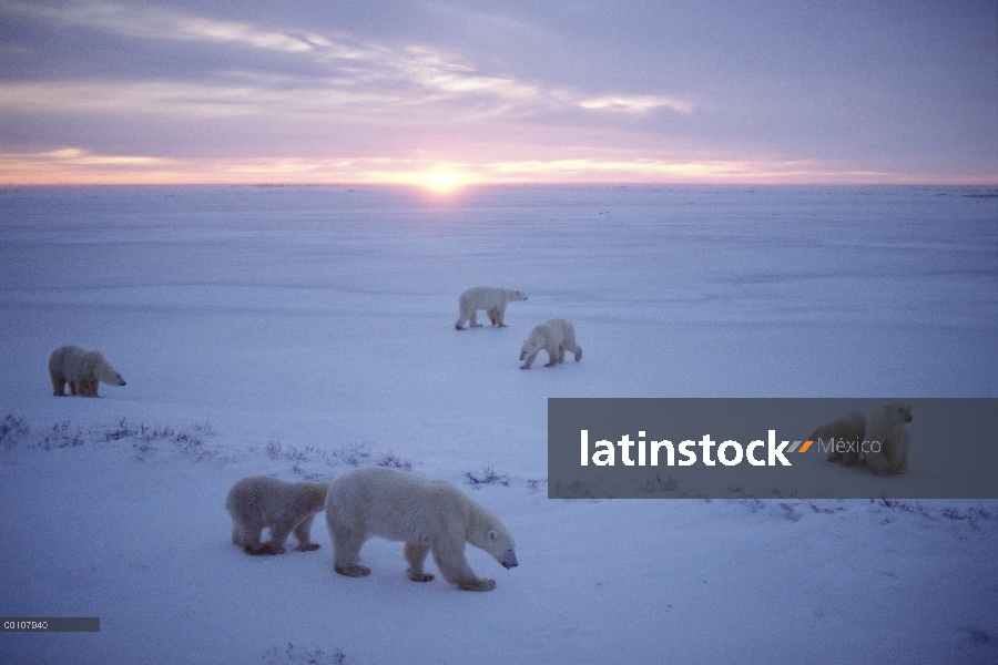 Grupo de oso polar (Ursus maritimus) en el campo de hielo, Churchill, Manitoba, Canadá