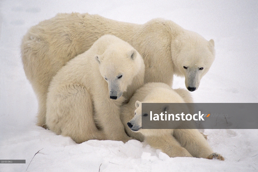 Oso polar (Ursus maritimus) madre y cachorros en la nieve, Churchill, Manitoba, Canadá