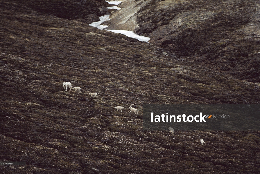 Adulto de lobo Ártico (Canis lupus) con seis crías en tundra, isla de Ellesmere, Nunavut, Canadá