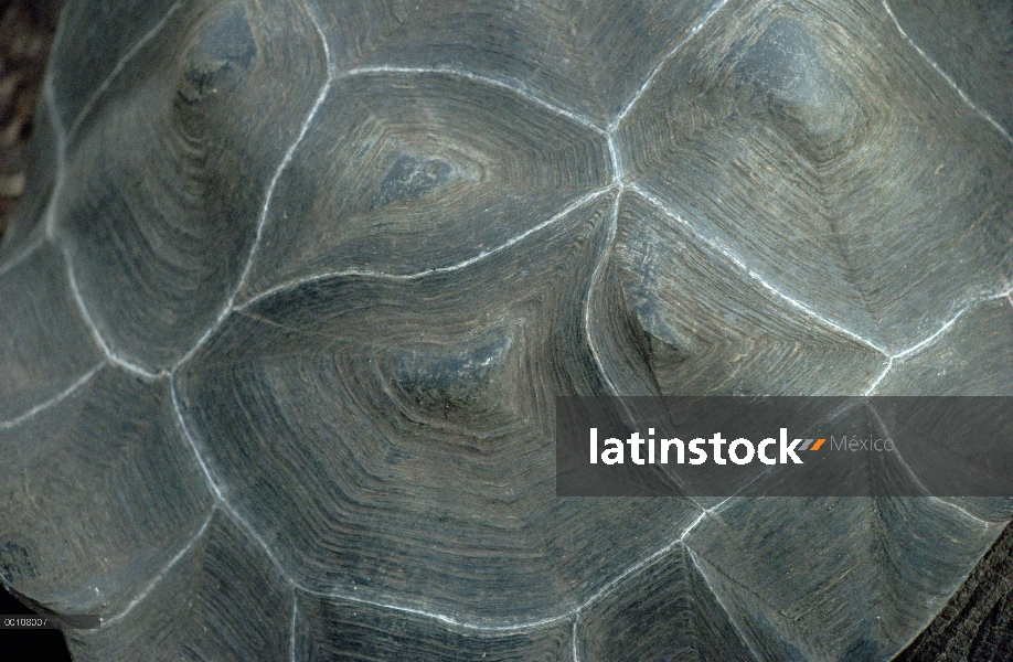 Tortuga gigante de Galápagos (Chelonoidis nigra) caparazón, Islas Galápagos, Ecuador