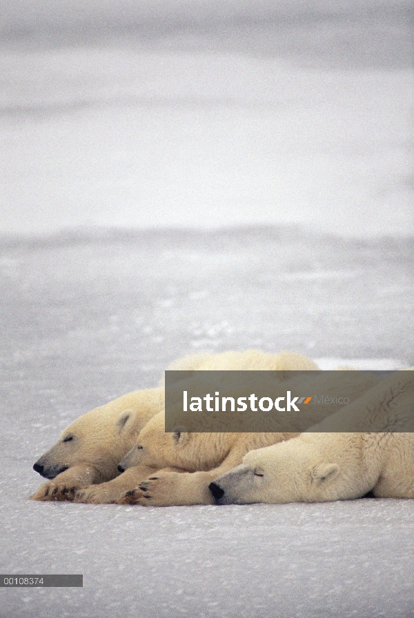 Trío de oso polar (Ursus maritimus) dormir en el hielo, Churchill, Manitoba, Canadá