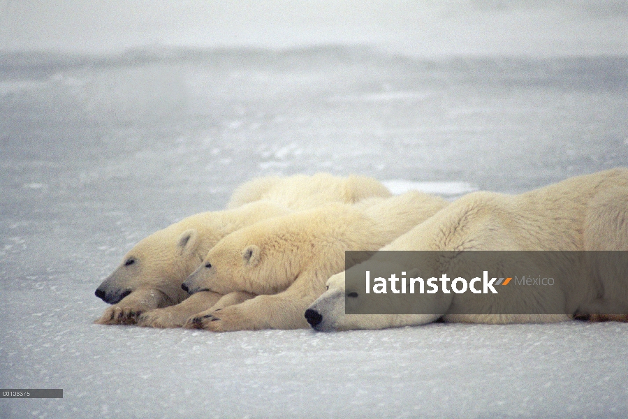 Trío de oso polar (Ursus maritimus) dormir en el hielo, Churchill, Manitoba, Canadá