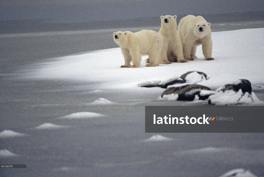 Trío de oso polar (Ursus maritimus) en el hielo, Churchill, Manitoba, Canadá