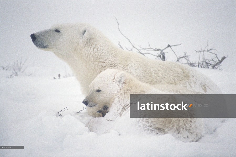 Madre oso polar (Ursus maritimus) y el cub cubren de nieve, Churchill, Manitoba, Canadá