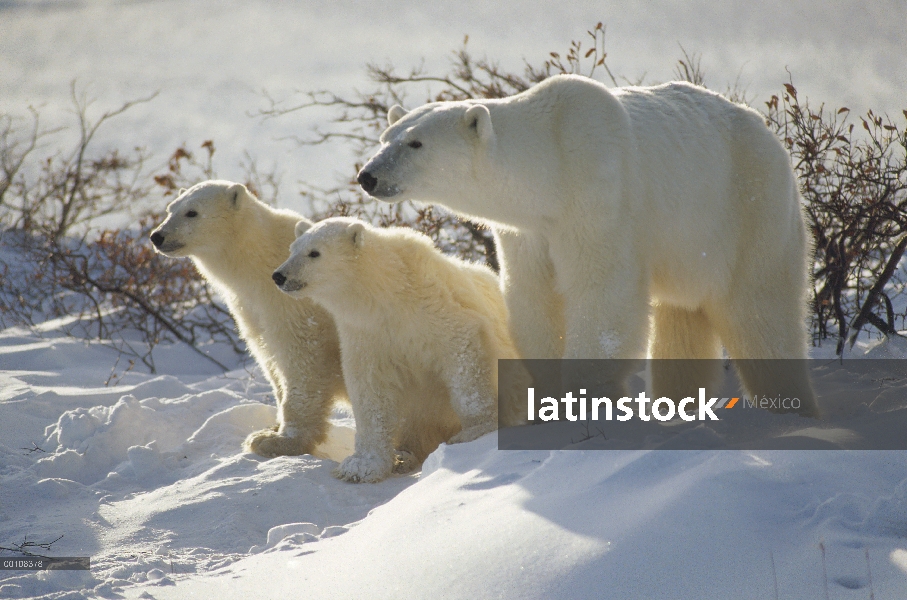 Oso polar (Ursus maritimus) madre y dos cachorros, Churchill, Manitoba, Canadá