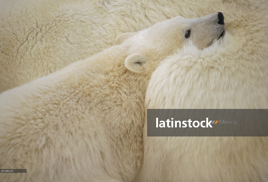 Oso polar (Ursus maritimus) cub madre acariciando, Churchill, Manitoba, Canadá