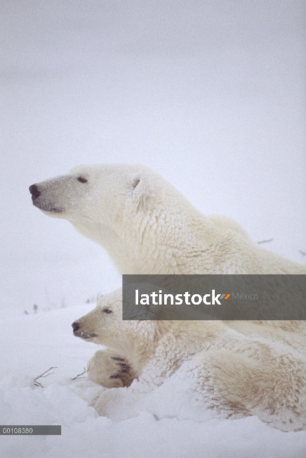 Madre oso polar (Ursus maritimus) y el cub cubren de nieve, Churchill, Manitoba, Canadá