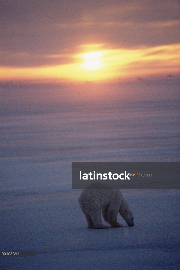 Oso polar (Ursus maritimus) en el campo de hielo al atardecer, Churchill, Manitoba, Canadá