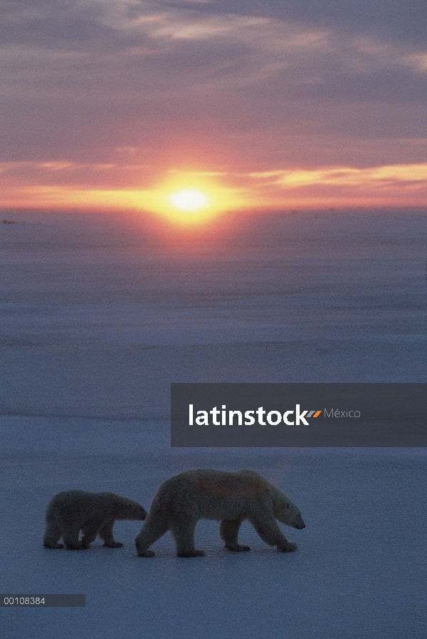 Oso polar (Ursus maritimus) madre y cachorro cruce hielo presentada al atardecer, Churchill, Manitob