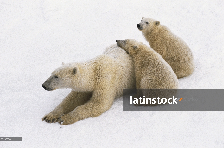 Madre oso polar (Ursus maritimus) con dos cachorros en la nieve, Churchill, Manitoba, Canadá