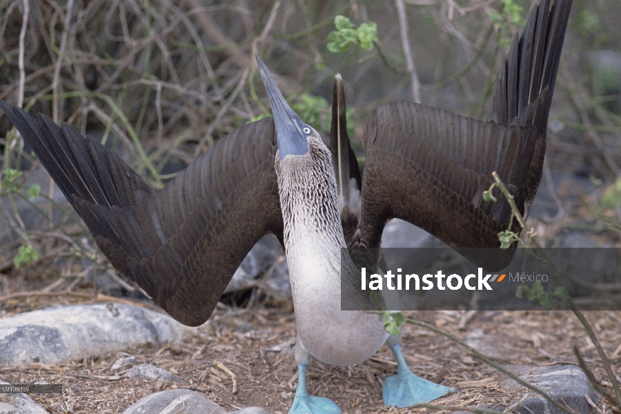 Piquero de patas azules (Sula nebouxii) en cortejo pantalla, Islas Galápagos, Ecuador