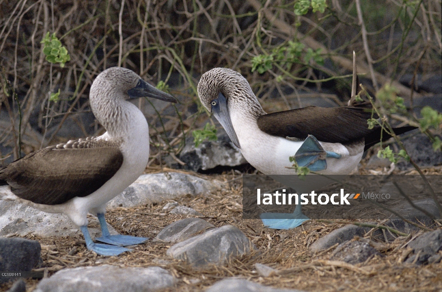 Piquero de patas azules (Sula nebouxii) apareamiento danza, Islas Galápagos, Ecuador