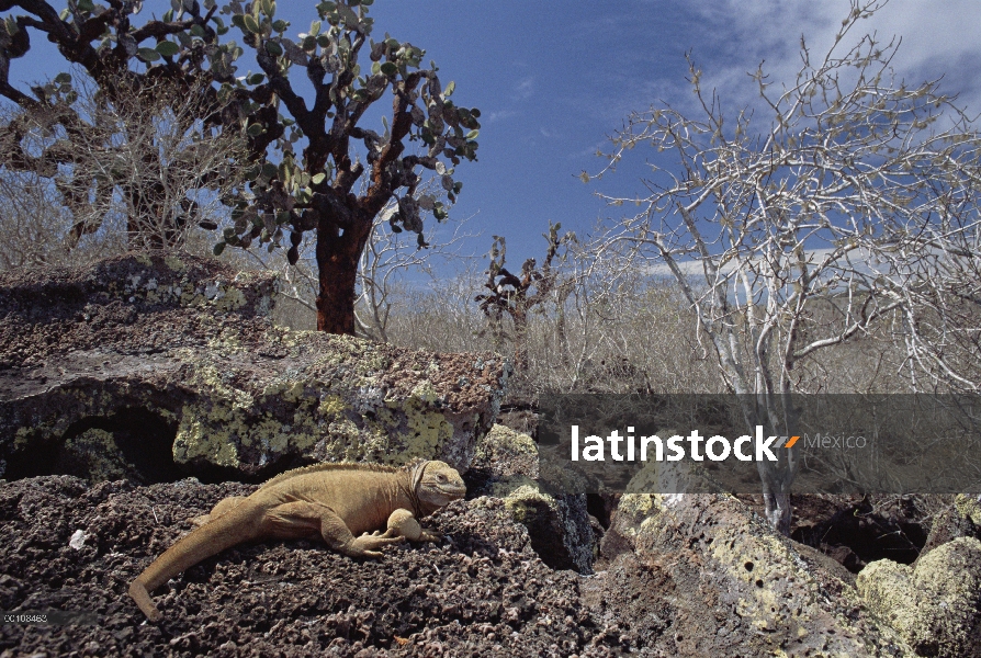 Iguana terrestre de Galápagos (Conolophus subcristatus) y cactus de nopal (Opuntia sp), las Islas Ga