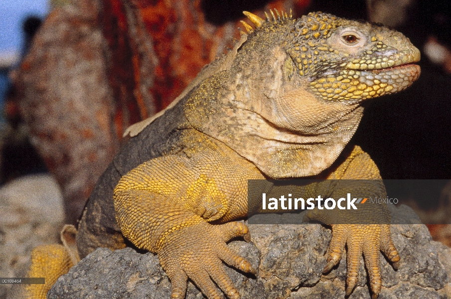 Iguana terrestre de Galápagos (Conolophus subcristatus) tomando el sol en rock, Islas Galápagos, Ecu