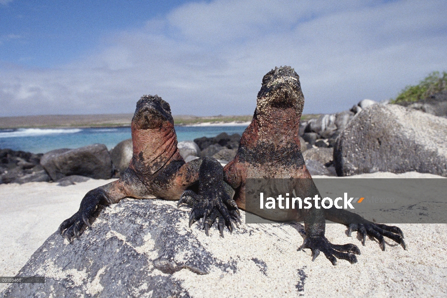 Marine Iguana (Amblyrhynchus cristatus) pareja, Islas Galápagos, Ecuador
