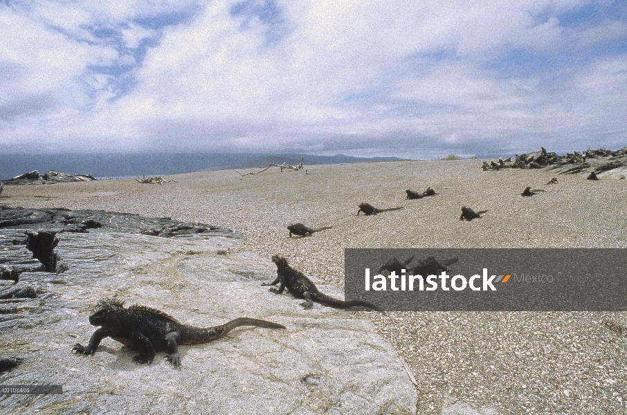 Iguana marina (Amblyrhynchus cristatus) en la playa, las Islas Galápagos, Ecuador