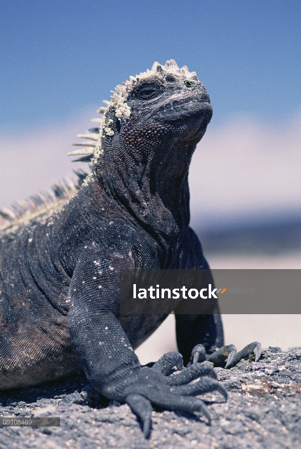 Marine Iguana (Amblyrhynchus cristatus) retrato, Islas Galápagos, Ecuador