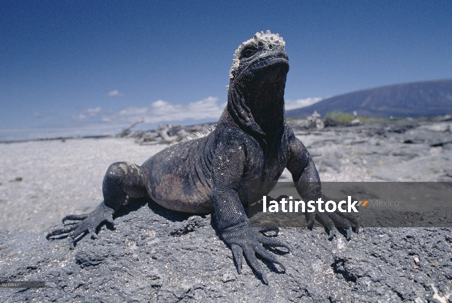 Marine Iguana (Amblyrhynchus cristatus) retrato, Islas Galápagos, Ecuador