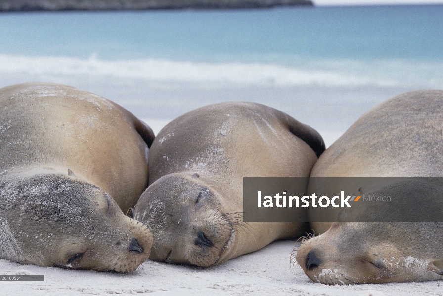 León marino de Galápagos (Zalophus wollebaeki) trio en una playa, las Islas Galápagos, Ecuador