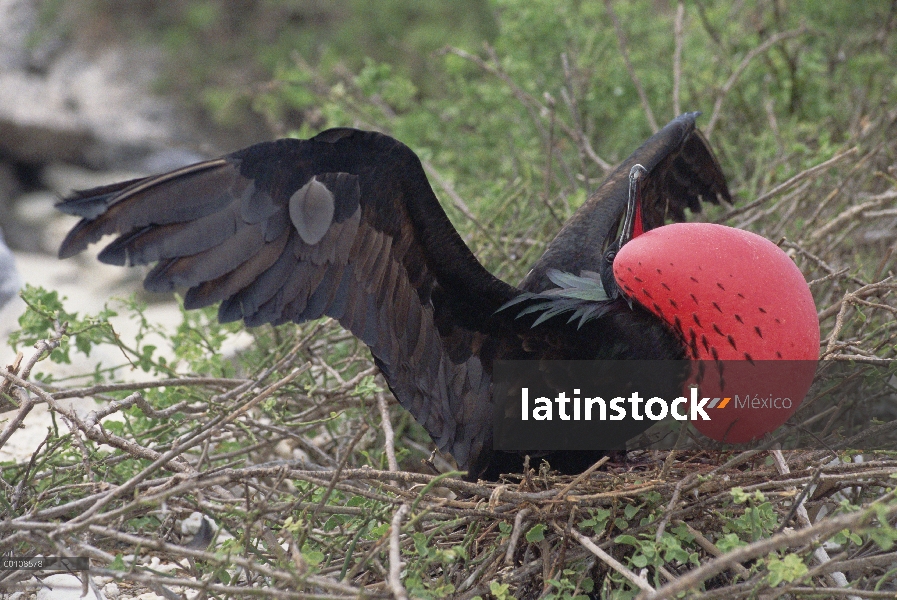 Gran hombre Frigatebird (Fregata minor) mostrando, Islas Galápagos, Ecuador