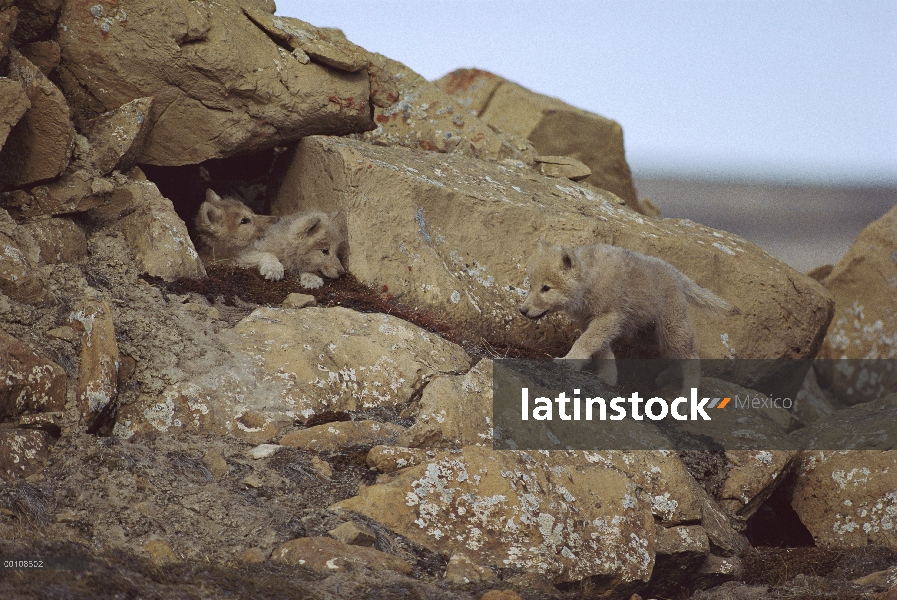 Lobo Ártico (Canis lupus) cachorros en den, isla de Ellesmere, Nunavut, Canadá