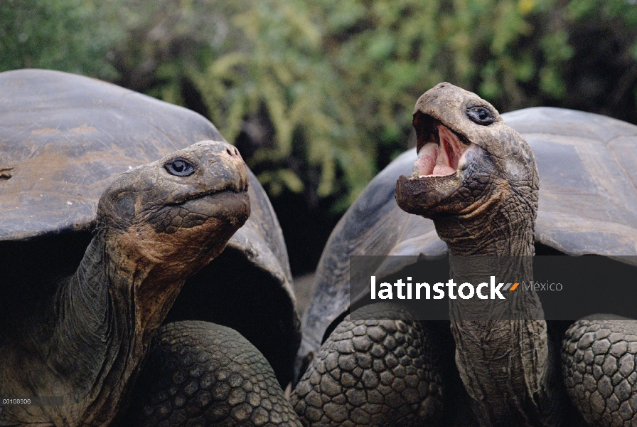 Par de tortuga gigante de Galápagos (Chelonoidis nigra) comunicación, Islas Galápagos, Ecuador