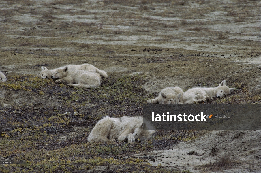 Lobo Ártico (Canis lupus), juvenil hombre llamado Scruffy y crías de siesta en la tundra, Scruffy qu