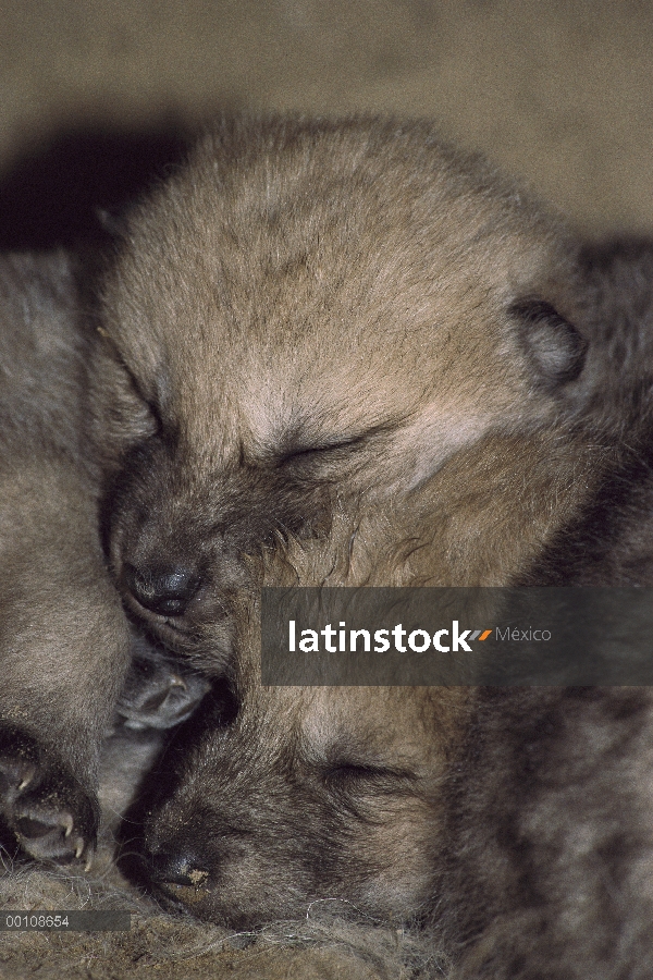 Lobo Ártico (Canis lupus) tres semanas de edad cachorros en den, isla de Ellesmere, Nunavut, Canadá